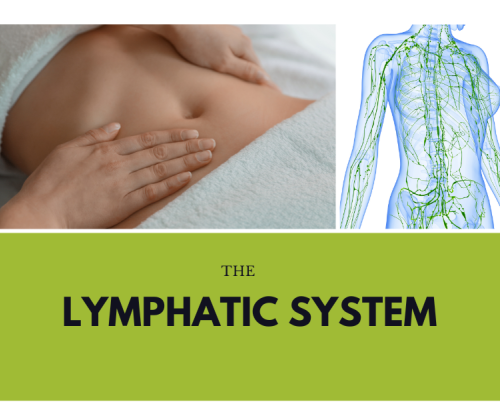body depicting the lymphatic system & massage